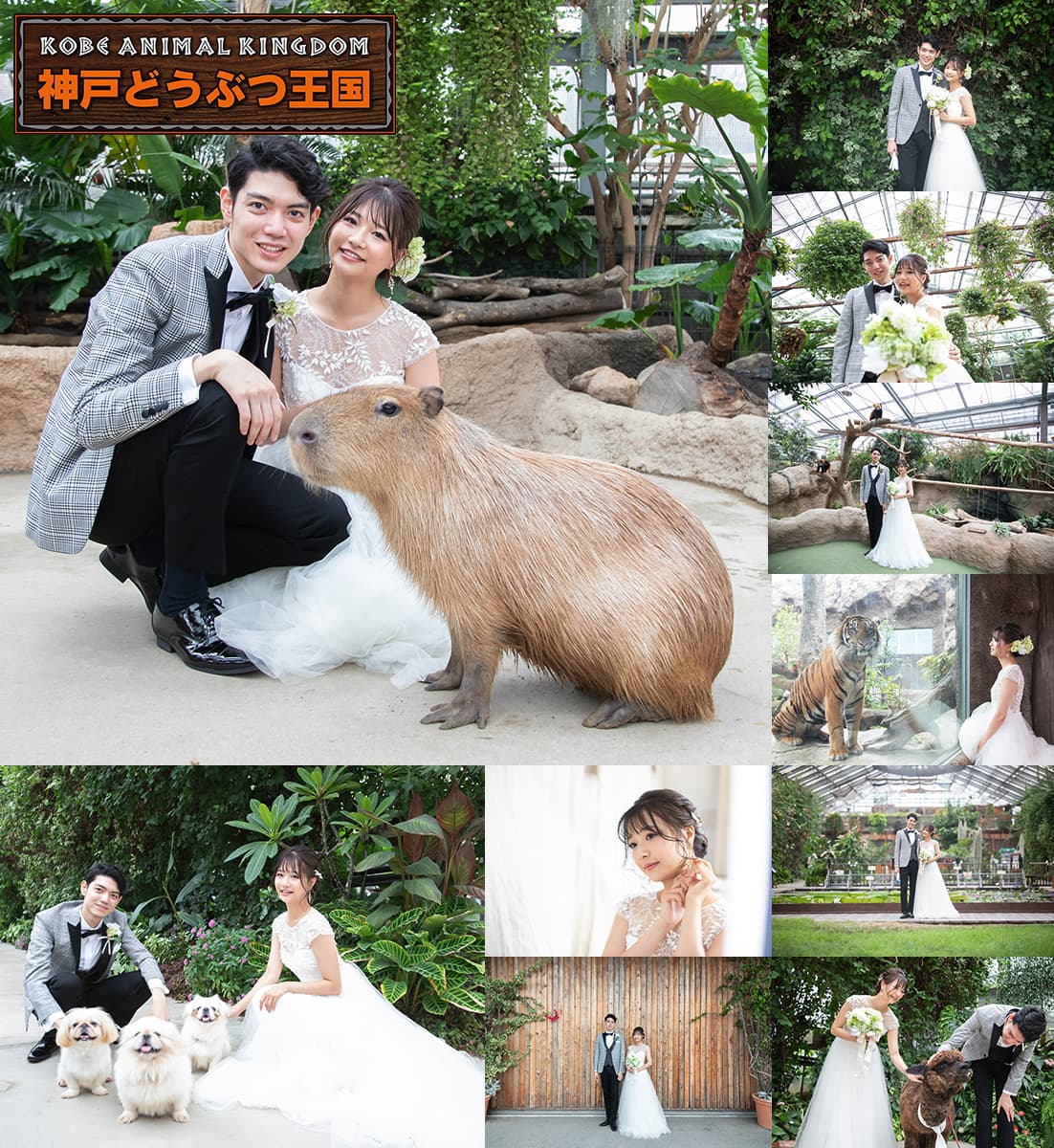 animalkingdomplan